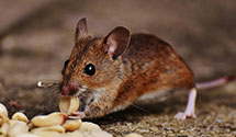 24 Hour & Emergency Exterminators in Roundup, MT